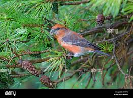 Attēlu rezultāti vaicājumam “Loxia pytyopsittacus male”