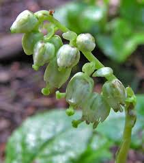 Attēlu rezultāti vaicājumam “Orthilia secunda fruit”