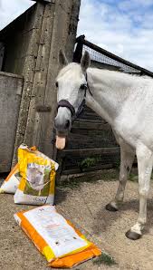 Image result for Beechwood Riding School