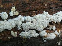 Attēlu rezultāti vaicājumam “Anomoporia bombycina”