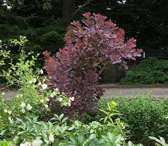 Attēlu rezultāti vaicājumam “Cotinus coggygria”