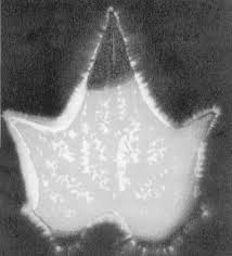 Image result for Jakub Jodko-Narkiewicz Kirlian