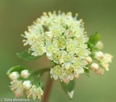 Attēlu rezultāti vaicājumam “Hylotelephium maximum leaf”