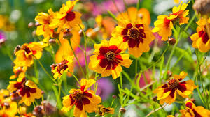 Image result for Coreopsis