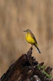 Attēlu rezultāti vaicājumam “Motacilla flava flava adult”