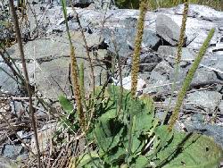 Attēlu rezultāti vaicājumam “Plantago major subsp. intermedia leaf”