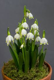 Attēlu rezultāti vaicājumam “Leucojum vernum var. carpathicum”