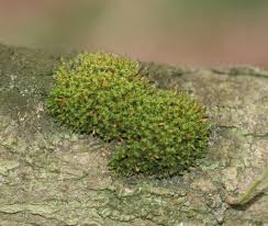 Attēlu rezultāti vaicājumam “Ulota crispa sporophyte”