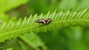 Attēlu rezultāti vaicājumam “Incurvaria praelatella”