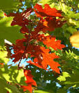 SK9469 : Autumn Leaves - via Daymix