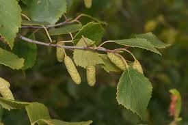 Attēlu rezultāti vaicājumam “Betula pubescens”