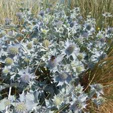 Attēlu rezultāti vaicājumam “Eryngium maritimum bud”