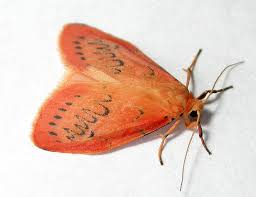 Attēlu rezultāti vaicājumam “Miltochrista miniata”