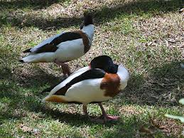 Attēlu rezultāti vaicājumam “Tadorna tadorna”