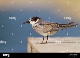 Attēlu rezultāti vaicājumam “Chlidonias hybrida adult”