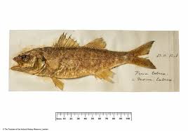 Image result for Dicentrarchus labrax