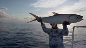 Image result for Chanos chanos