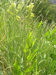 Attēlu rezultāti vaicājumam “Sisymbrium volgense”