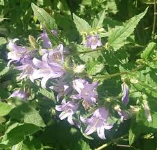 Attēlu rezultāti vaicājumam “Campanula trachelium leaf”