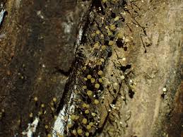 Attēlu rezultāti vaicājumam “Cribraria rubiginosa spores”