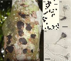 Attēlu rezultāti vaicājumam “Biscogniauxia marginata”