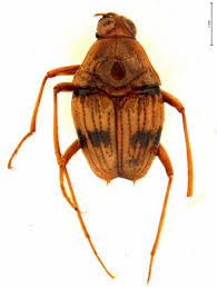 Attēlu rezultāti vaicājumam “Scaphisoma sp.”