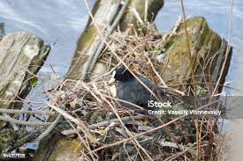 Attēlu rezultāti vaicājumam “Fulica atra nest”