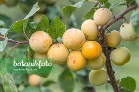 Attēlu rezultāti vaicājumam “Prunus domestica subsp. domestica fruit”