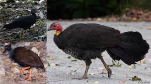 Attēlu rezultāti vaicājumam “Galliformes”