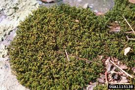 Attēlu rezultāti vaicājumam “Hedwigia ciliata”