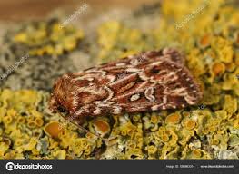 Attēlu rezultāti vaicājumam “Lycophotia porphyrea”