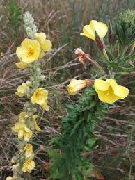 Image result for Nachtkerze