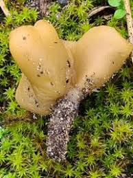 Attēlu rezultāti vaicājumam “Sowerbyella radiculata”