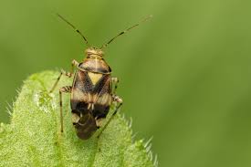 Attēlu rezultāti vaicājumam “Orthops basalis”