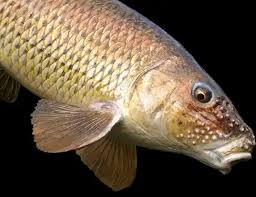 Image result for Minytrema melanops