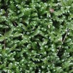 Attēlu rezultāti vaicājumam “Hypnum jutlandicum”