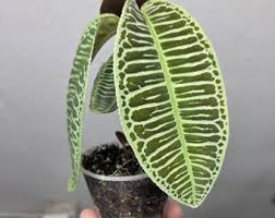 Attēlu rezultāti vaicājumam “Diderma globosum macro”