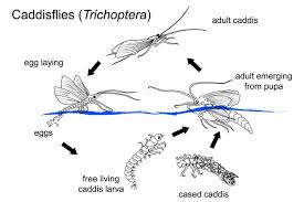 Attēlu rezultāti vaicājumam “Trichoptera egg mass”