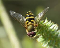 Attēlu rezultāti vaicājumam “Syrphus torvus”