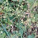 Attēlu rezultāti vaicājumam “Silene baccifera fruit”