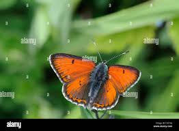 Attēlu rezultāti vaicājumam “Lycaena hippothoe male”