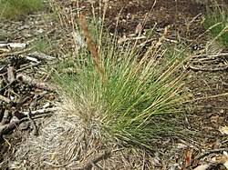 Attēlu rezultāti vaicājumam “Agrostis canina”