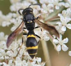 Attēlu rezultāti vaicājumam “Symmorphus sp.”