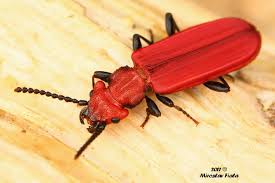 Attēlu rezultāti vaicājumam “Cucujus cinnaberinus”