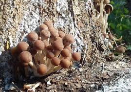 Attēlu rezultāti vaicājumam “fungi”