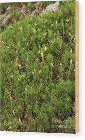 Attēlu rezultāti vaicājumam “Polytrichastrum formosum”