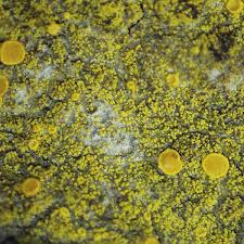 Attēlu rezultāti vaicājumam “Candelariella sp.”