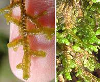 Attēlu rezultāti vaicājumam “Porella cordaeana”