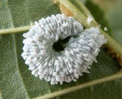 Attēlu rezultāti vaicājumam “Eriocampa ovata”