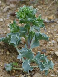 Attēlu rezultāti vaicājumam “Eryngium maritimum leaf”